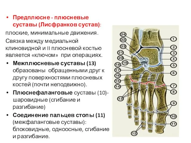 Предплюсне - плюсневые суставы (Лисфранков сустав): плоские, минимальные движения. Связка