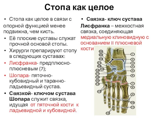 Стопа как целое Стопа как целое в связи с опорной функцией менее подвижна,