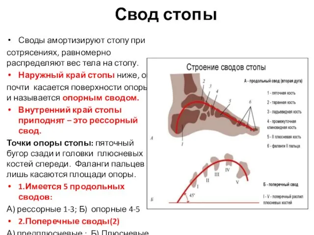 Свод стопы Своды амортизируют стопу при сотрясениях, равномерно распределяют вес