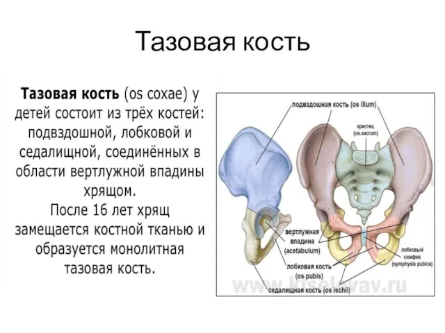 Тазовая кость