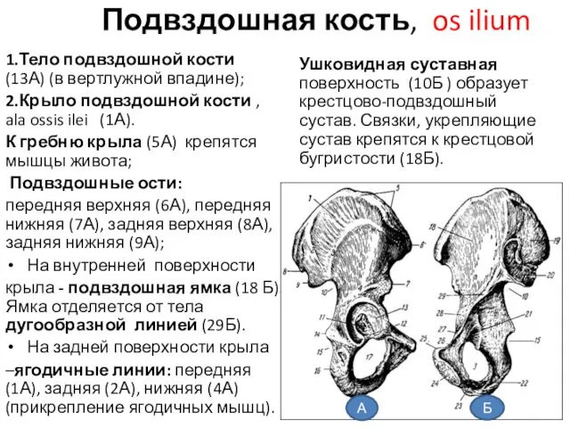 Подвздошная кость, os ilium 1.Тело подвздошной кости (13А) (в вертлужной впадине); 2.Крыло подвздошной