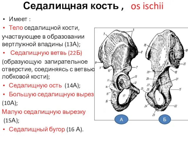 Седалищная кость , os ischii Имеет : Тело седалищной кости, участвующее в образовании