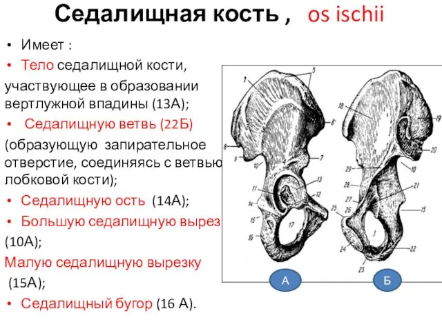 Седалищная кость , os ischii Имеет : Тело седалищной кости,