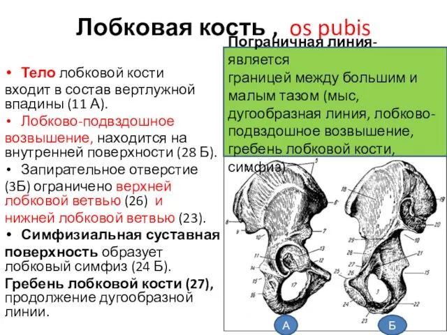 Лобковая кость , os pubis Тело лобковой кости входит в состав вертлужной впадины