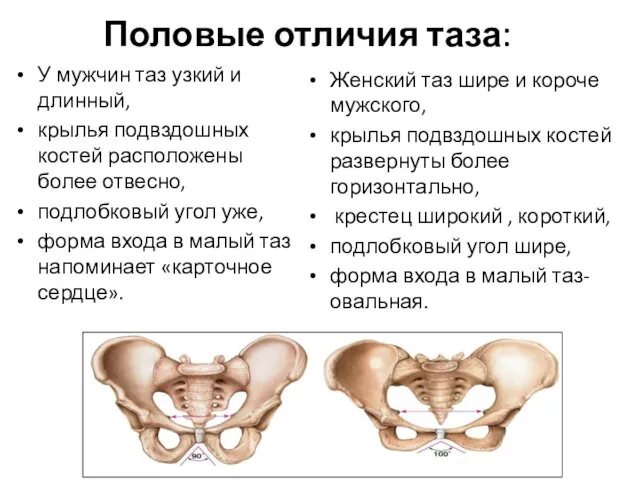 Половые отличия таза: У мужчин таз узкий и длинный, крылья подвздошных костей расположены