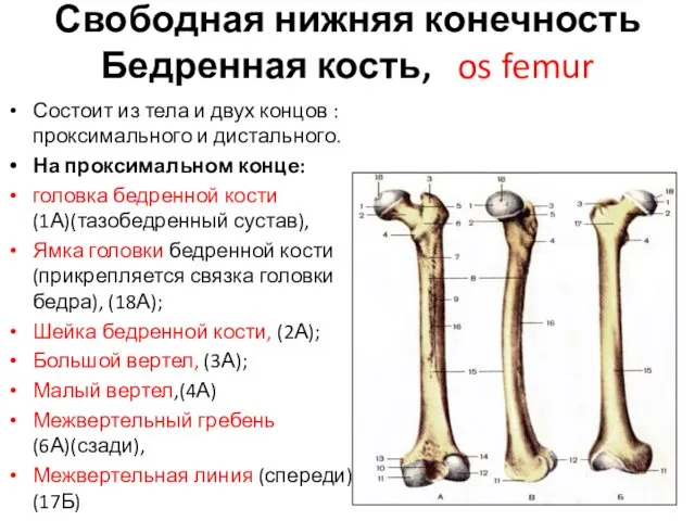 Свободная нижняя конечность Бедренная кость, os femur Состоит из тела
