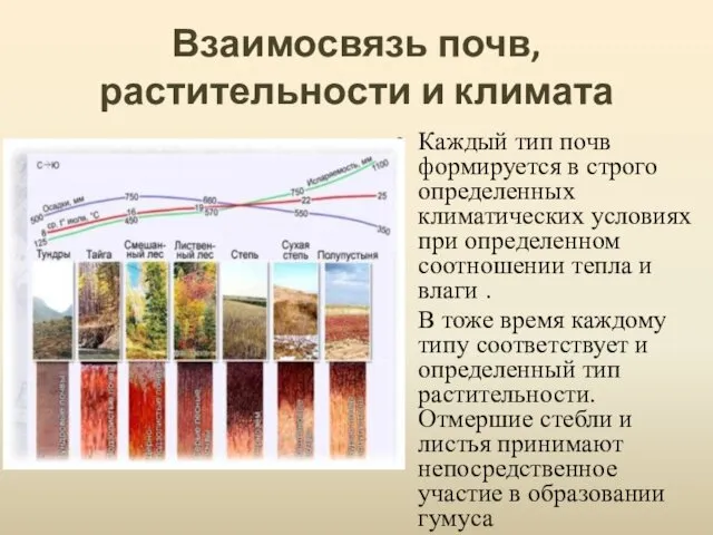 Взаимосвязь почв, растительности и климата Каждый тип почв формируется в строго определенных климатических