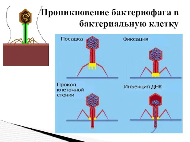 Проникновение бактериофага в бактериальную клетку