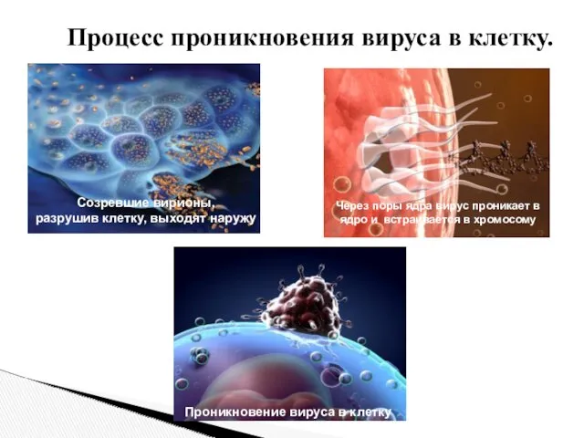 Через поры ядра вирус проникает в ядро и встраивается в