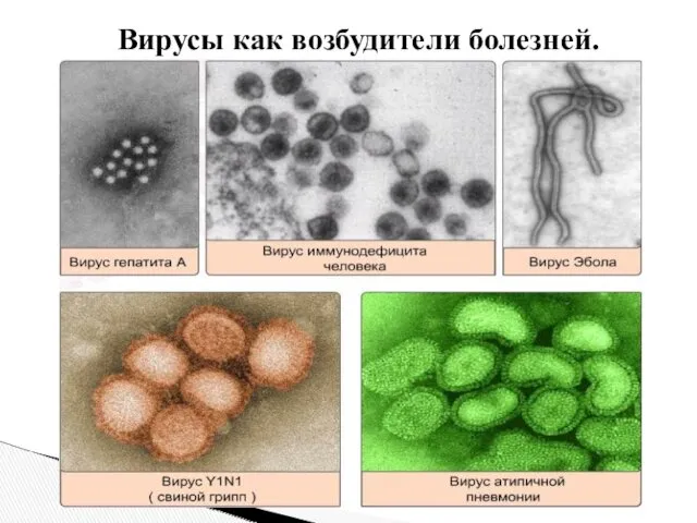 Вирусы как возбудители болезней.