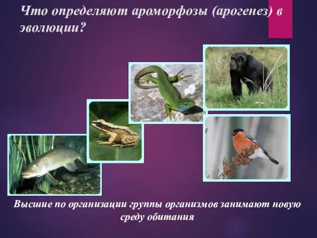 Что определяют ароморфозы (арогенез) в эволюции? Высшие по организации группы организмов занимают новую среду обитания