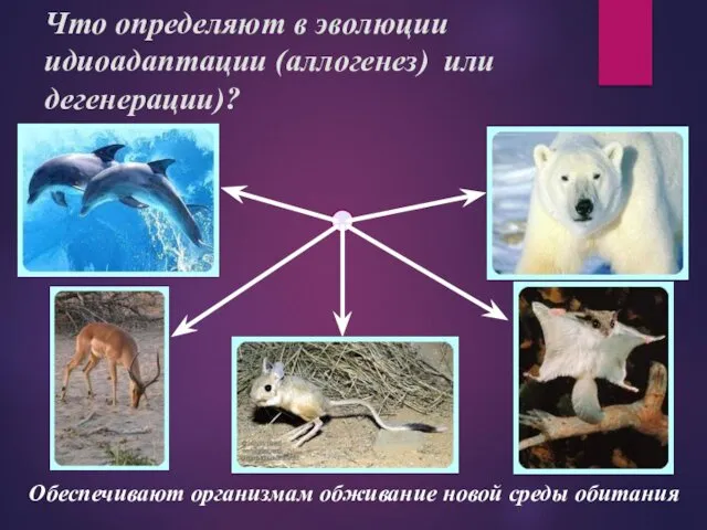 Что определяют в эволюции идиоадаптации (аллогенез) или дегенерации)? Обеспечивают организмам обживание новой среды обитания