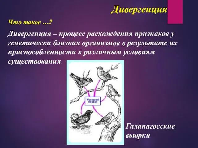 Дивергенция Что такое …? Дивергенция – процесс расхождения признаков у