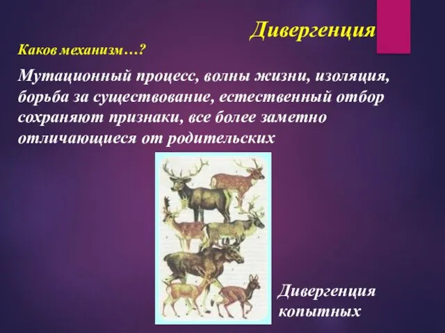 Дивергенция Каков механизм…? Мутационный процесс, волны жизни, изоляция, борьба за