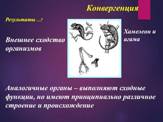 Конвергенция Результаты …? Внешнее сходство организмов Хамелеон и агама Аналогичные