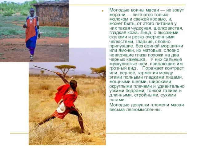 Масаи Молодые воины масаи — их зовут морани — питаются