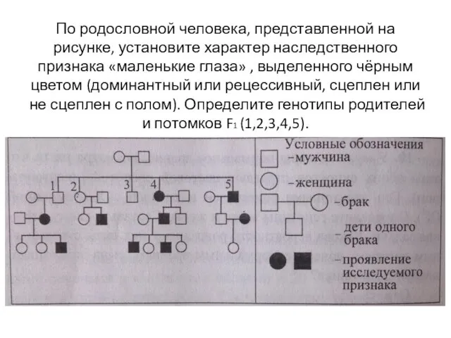 По родословной человека, представленной на рисунке, установите характер наследственного признака