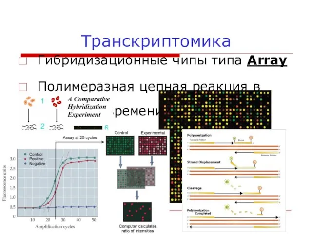 Транскриптомика Гибридизационные чипы типа Array Полимеразная цепная реакция в реальном времени RT-PCR