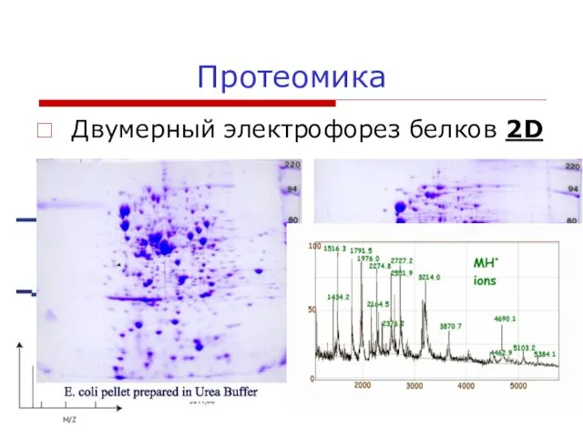 Протеомика Двумерный электрофорез белков 2D Масспектрометрия MALDI - TOF