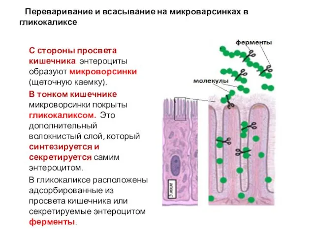 Переваривание и всасывание на микроварсинках в гликокаликсе С стороны просвета