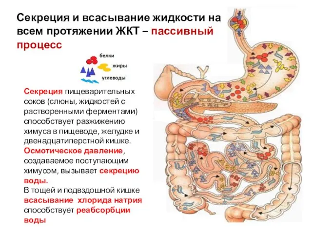 Секреция пищеварительных соков (слюны, жидкостей с растворенными ферментами) способствует разжижению