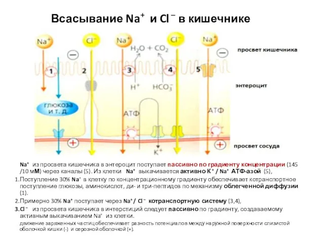 Всасывание Na+ и Cl – в кишечнике Na+ из просвета