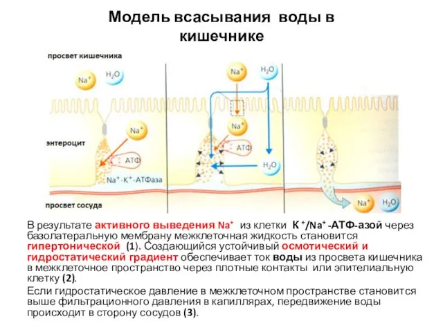 Модель всасывания воды в кишечнике В результате активного выведения Na+