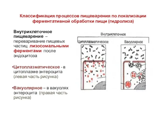 Классификация процессов пищеварения по локализации ферментативной обработки пищи (гидролиза) Внутриклеточное