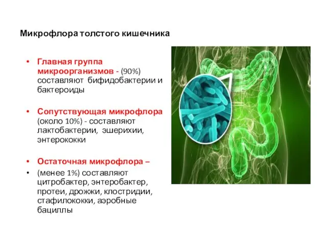 Микрофлора толстого кишечника Главная группа микроорганизмов - (90%) составляют бифидобактерии