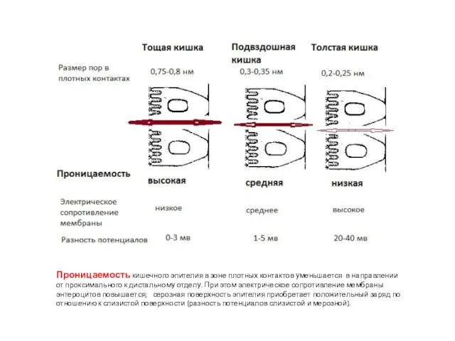 Проницаемость кишечного эпителия в зоне плотных контактов уменьшается в направлении