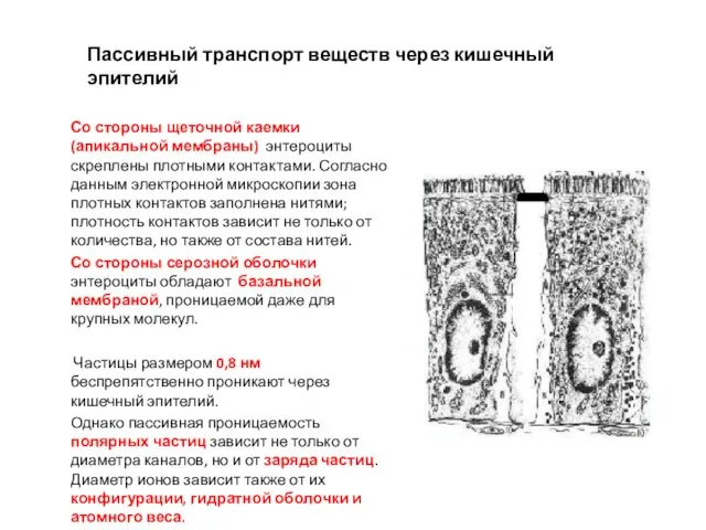 Пассивный транспорт веществ через кишечный эпителий Со стороны щеточной каемки