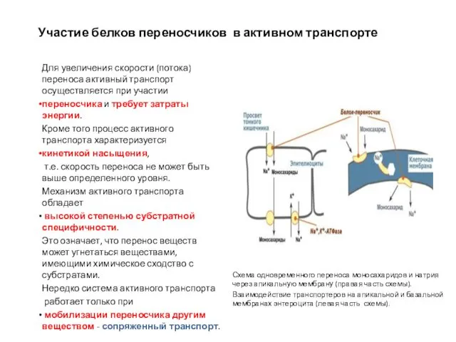 Участие белков переносчиков в активном транспорте Для увеличения скорости (потока)