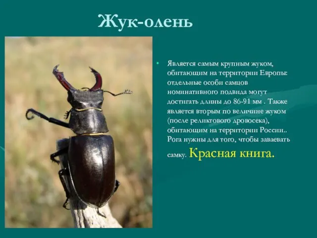 Жук-олень Является самым крупным жуком, обитающим на территории Европы: отдельные