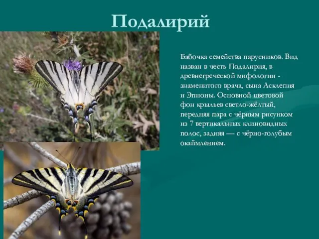 Подалирий Бабочка семейства парусников. Вид назван в честь Подалирия, в