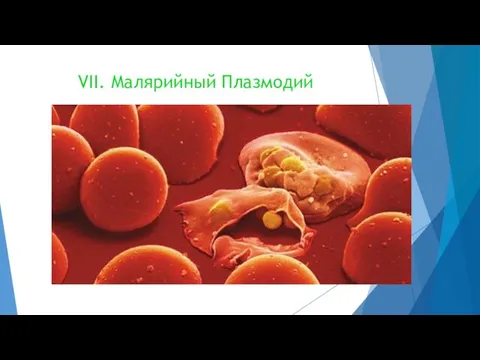 VII. Малярийный Плазмодий