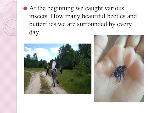 At the beginning we caught various insects. How many beautiful beetles and butterflies