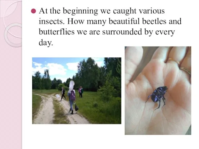 At the beginning we caught various insects. How many beautiful