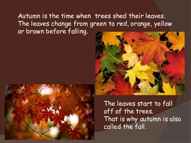 Autumn is the time when trees shed their leaves. The