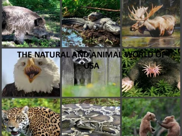 THE NATURAL AND ANIMAL WORLD OF USA