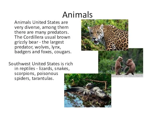 Animals Animals United States are very diverse, among them there