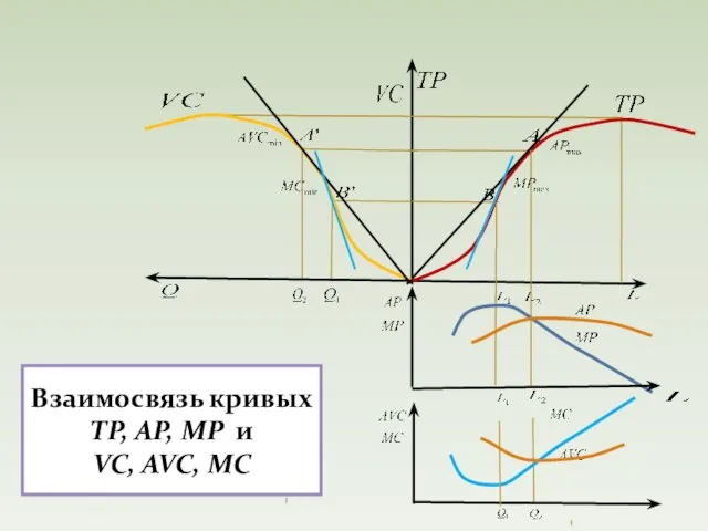 Взаимосвязь кривых ТР, АР, МР и VC, AVC, MC