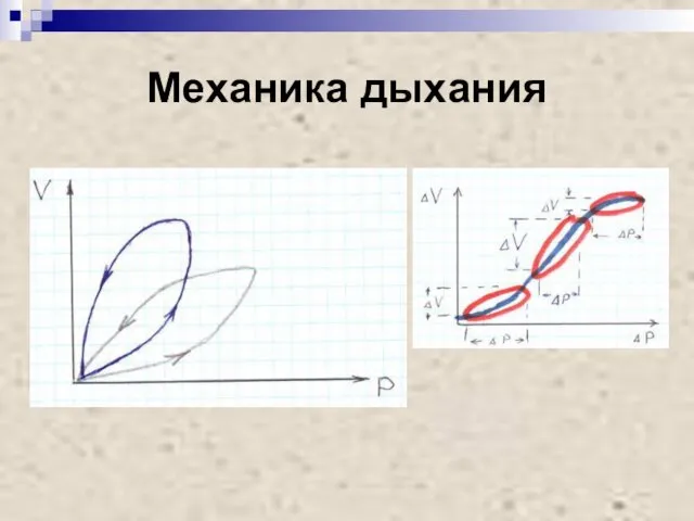 Механика дыхания