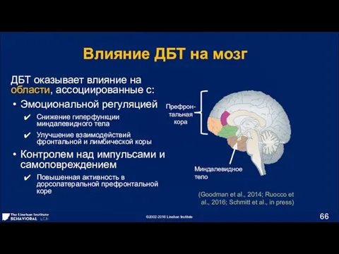 Влияние ДБТ на мозг ДБТ оказывает влияние на области, ассоциированные