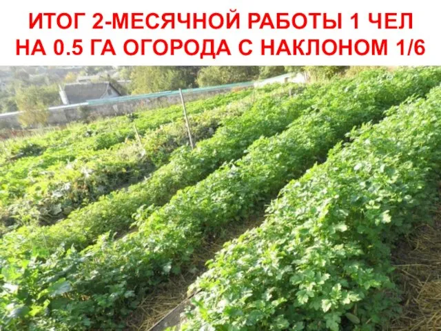 ИТОГ 2-МЕСЯЧНОЙ РАБОТЫ 1 ЧЕЛ НА 0.5 ГА ОГОРОДА С НАКЛОНОМ 1/6