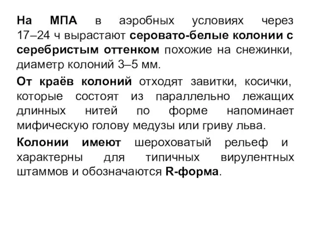 На МПА в аэробных условиях через 17–24 ч вырастают серовато-белые