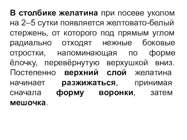 В столбике желатина при посеве уколом на 2–5 сутки появляется