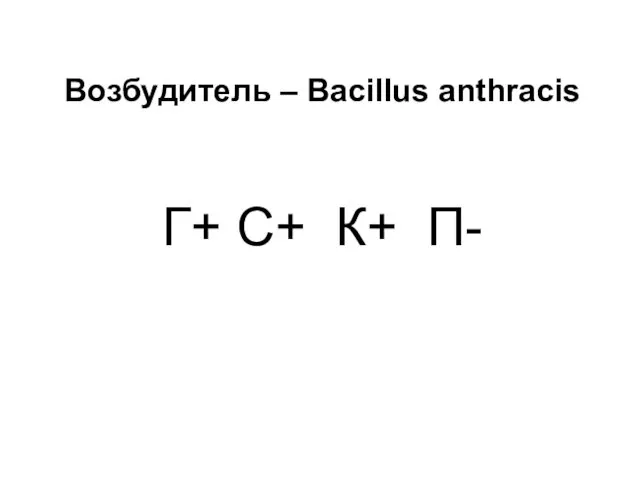Возбудитель – Bacillus anthracis Г+ С+ К+ П-