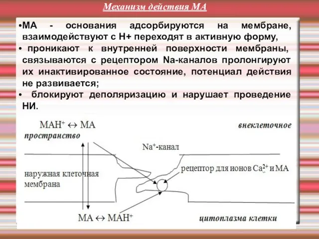 Механизм действия МА МА - основания адсорбируются на мембране, взаимодействуют