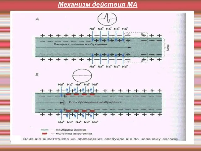 Механизм действия МА