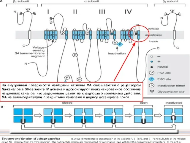 Structure and function of voltage-gated Na+ channels. A. A two-dimensional